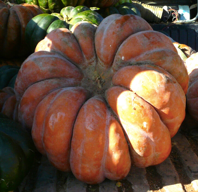 RECETTE : Velouté coloré de courge musquée et betterave